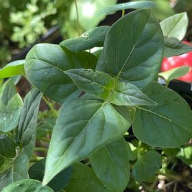Photo of the plant species Marvel of Peru by @IdealCanna87 named Sahara on Greg, the plant care app