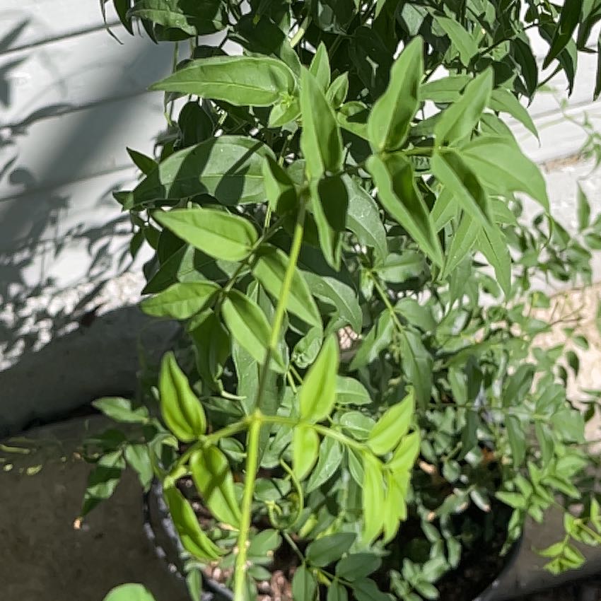 Photo of the plant species Pink Jasmine by @IdealCanna87 named Morgan Treeman on Greg, the plant care app