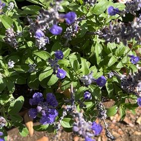Photo of the plant species Mealycup Sage by @IdealCanna87 named Scarlett on Greg, the plant care app