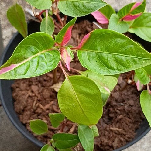 Photo of the plant species Joseph's Coat 'Partytime' by @FullKamahi28 named Messi on Greg, the plant care app