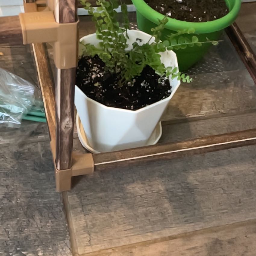 Photo of the plant species Lemon Button Fern by @Plantmama26 named Darwin on Greg, the plant care app