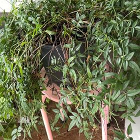 Photo of the plant species Pink Jasmine by @PlausibleBonsi named Huckleberry Fern on Greg, the plant care app