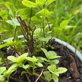 Photo of the plant species Mint by @PlausibleBonsi named Forrest on Greg, the plant care app