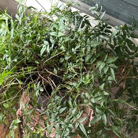 Photo of the plant species Pink Jasmine by @PlausibleBonsi named Denali on Greg, the plant care app