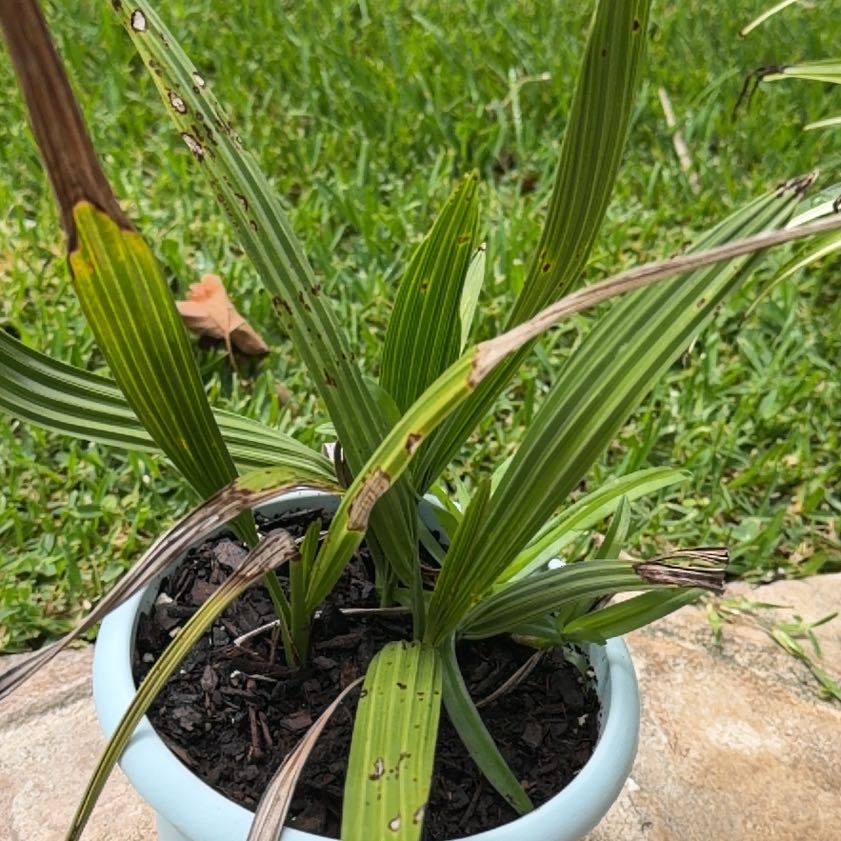 Photo of the plant species Canary Island Date Palm by @PlausibleBonsi named Coco on Greg, the plant care app