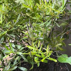 Photo of the plant species Morella Cerifera by @PlausibleBonsi named Curie on Greg, the plant care app