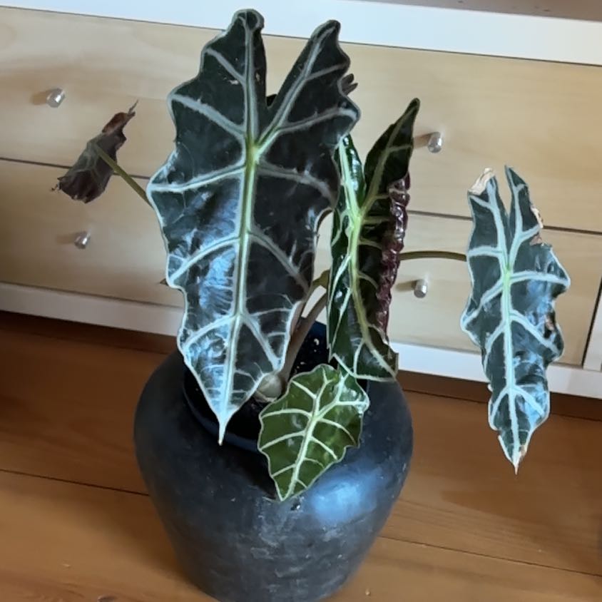 Photo of the plant species Alocasia by @ProDevilsivy13 named Khaleesi on Greg, the plant care app