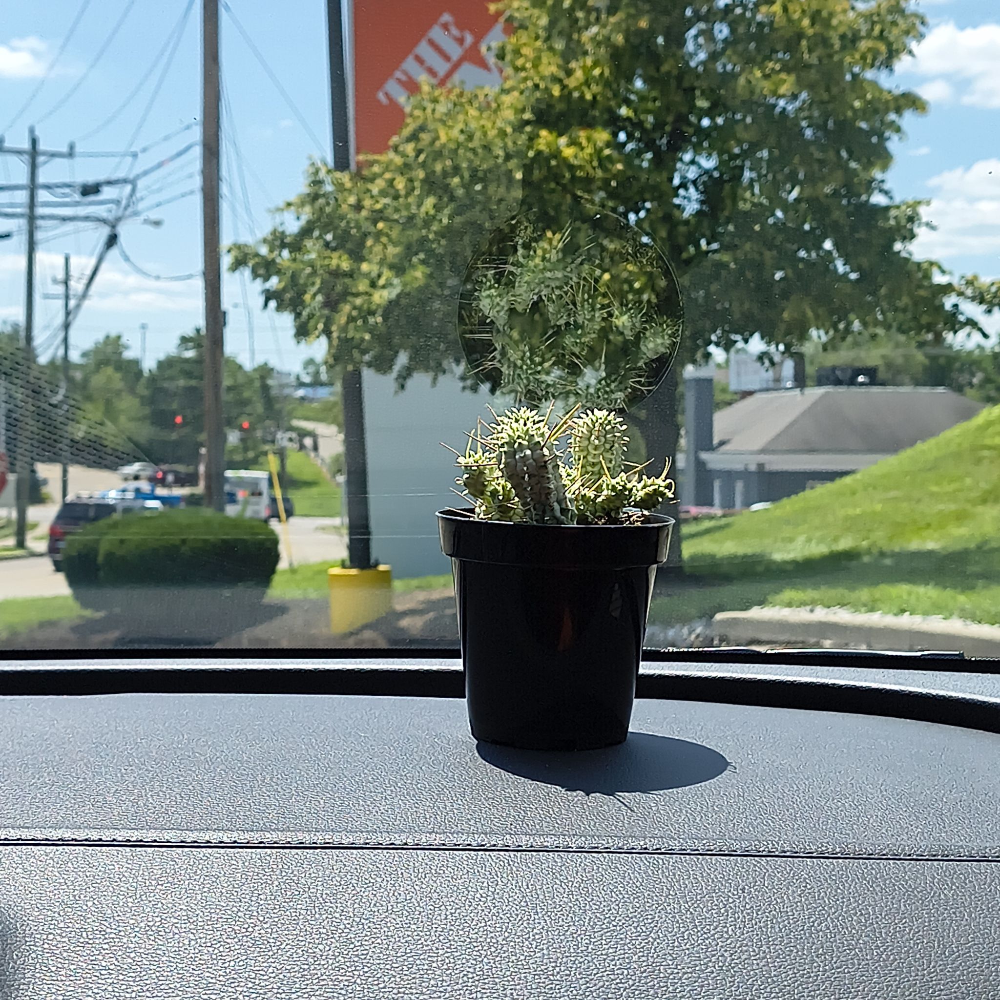 Photo of the plant species Variegated Corncob Cactus by @LucidAlbo28 named Hamilton on Greg, the plant care app