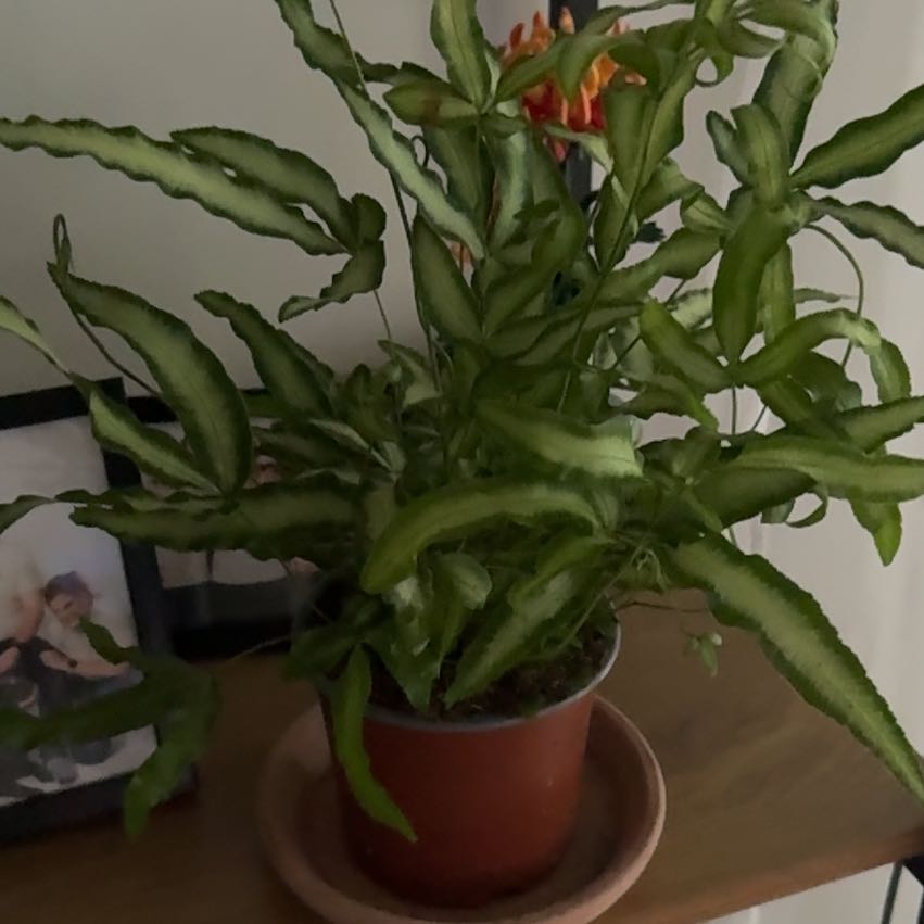 Photo of the plant species Cretan Brake by @PluckyArugula21 named Zeus on Greg, the plant care app