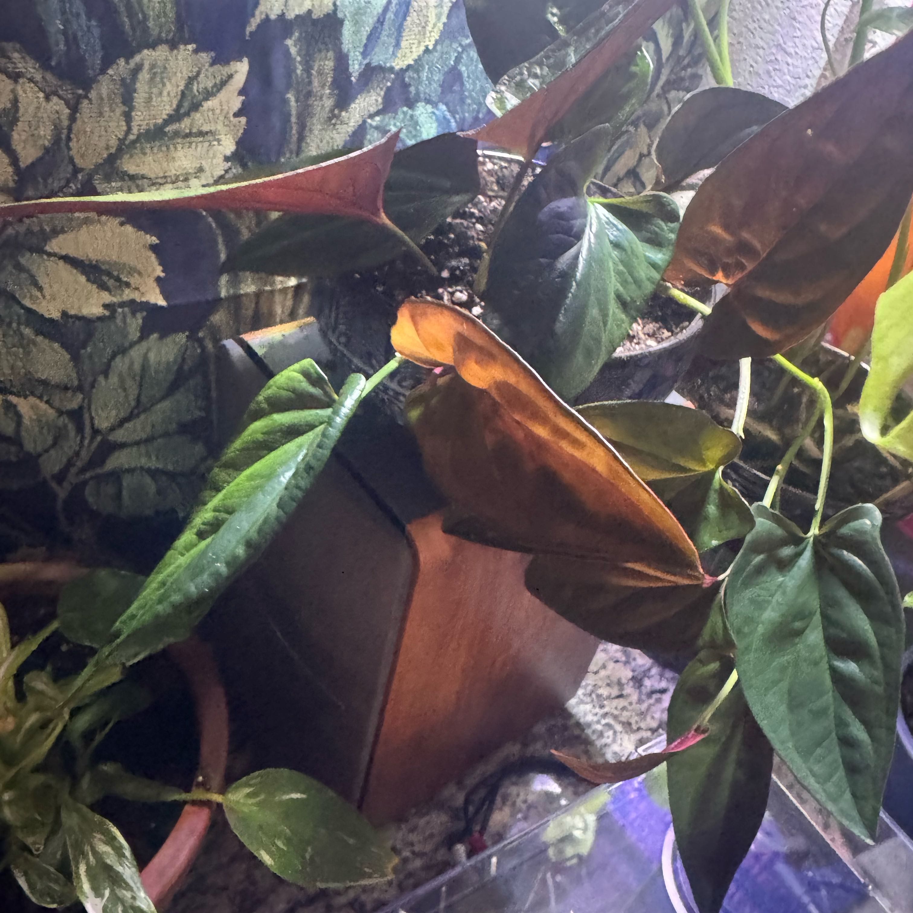Photo of the plant species Arrowhead Vine 'Red Arrow' by @SalientMelon85 named Lavender on Greg, the plant care app