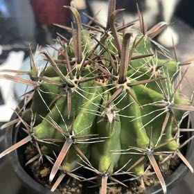 Photo of the plant species Ferocactus horridus by @SagePurei42 named Plato on Greg, the plant care app