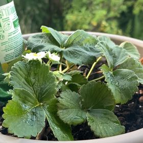 Photo of the plant species Snow White Strawberry by @ProSandwort85 named Luna on Greg, the plant care app
