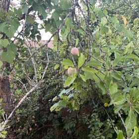 Photo of the plant species Apricot by @ProSandwort85 named Sigmund on Greg, the plant care app