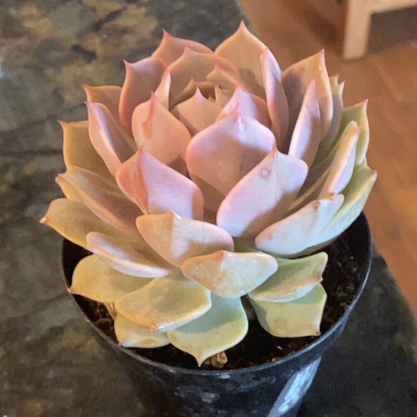 Photo of the plant species Echeveria 'Angel Kissed' by @AdonicHemlock named Stella on Greg, the plant care app