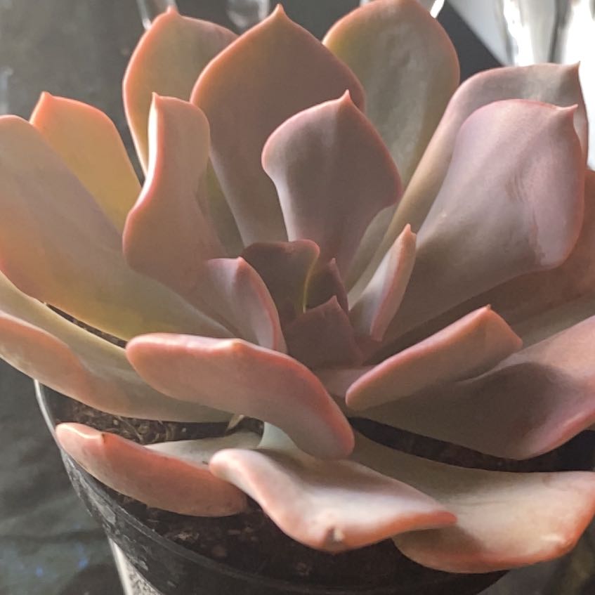 Photo of the plant species Echeveria 'Misty Lilac' by @AdonicHemlock named Keanu Leaves on Greg, the plant care app