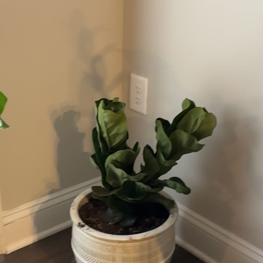 Photo of the plant species Dwarf Fiddle Leaf Fig by @DandyCorkelm1 named Sproutacus on Greg, the plant care app