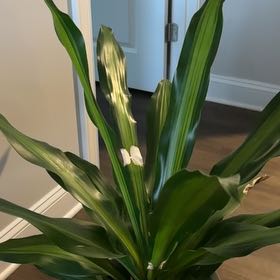 Photo of the plant species Dracaena 'Golden Heart' by @DandyCorkelm1 named Terra on Greg, the plant care app
