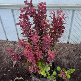 Photo of the plant species Japanese Barberry by @TiptopElkweed1 named Prince on Greg, the plant care app