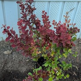 Photo of the plant species Japanese Barberry by @TiptopElkweed1 named Zion on Greg, the plant care app