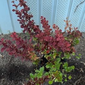 Photo of the plant species Japanese Barberry by @TiptopElkweed1 named Spike Leaves on Greg, the plant care app
