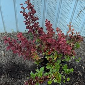 Photo of the plant species Japanese Barberry by @TiptopElkweed1 named Lebron on Greg, the plant care app