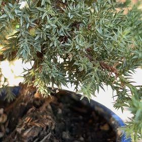 Photo of the plant species American Common Juniper by @WinDragonfire72 named Cleopatra on Greg, the plant care app