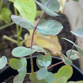 Photo of the plant species Silver Dollar Tree by @WinDragonfire72 named Denali on Greg, the plant care app