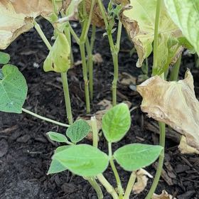 Photo of the plant species Common Bean by @WinDragonfire72 named Leonardo on Greg, the plant care app