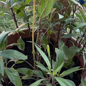 Photo of the plant species Mexican Bluebell by @WinDragonfire72 named Daphne on Greg, the plant care app