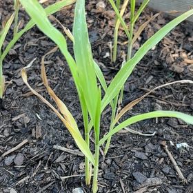 Photo of the plant species Corn by @WinDragonfire72 named Harry on Greg, the plant care app