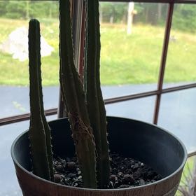 Photo of the plant species Arizona Queen-of-the-Night by @ExactRhubarb72 named Gates on Greg, the plant care app
