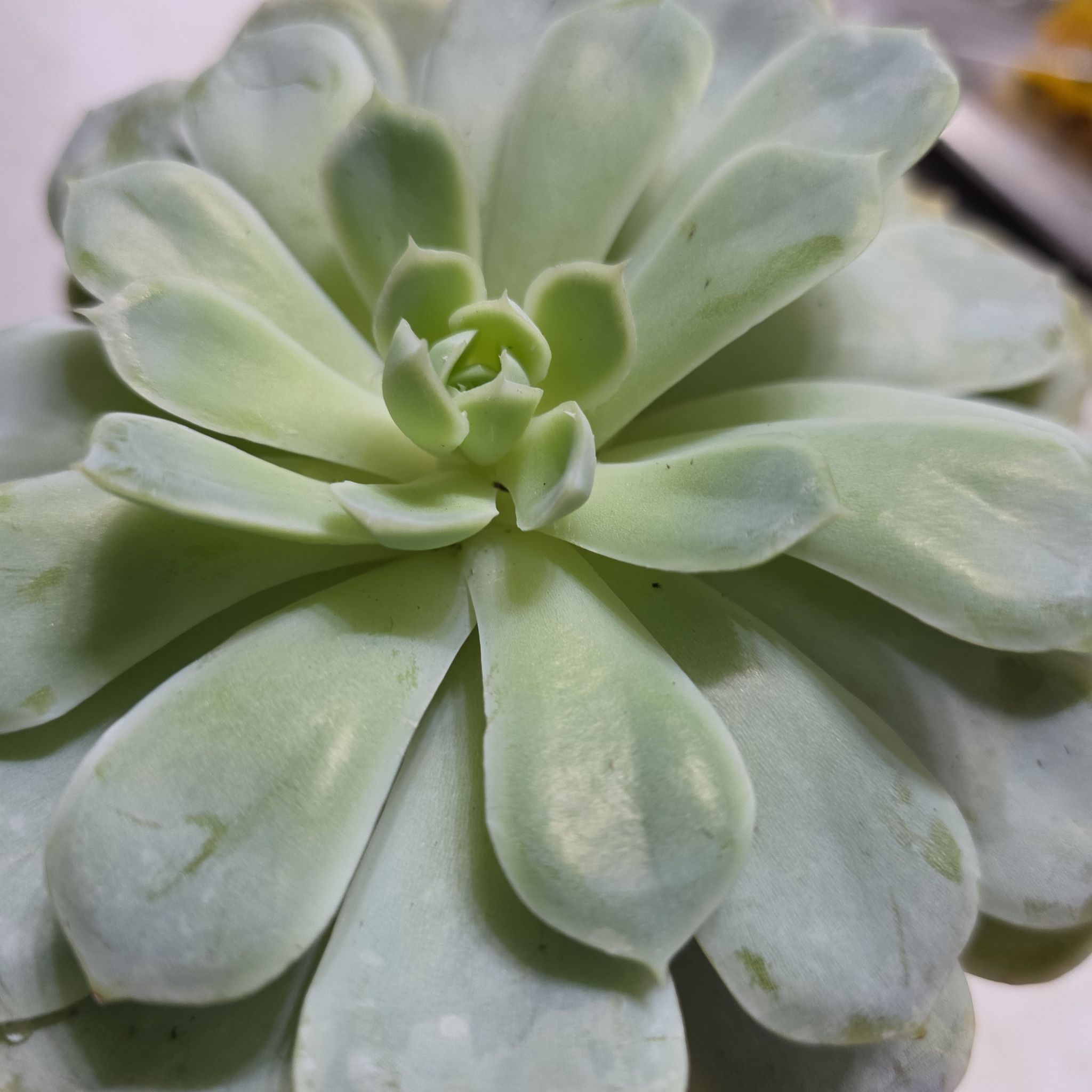 Photo of the plant species Echeveria by @ImpishKamahi21 named Diana on Greg, the plant care app