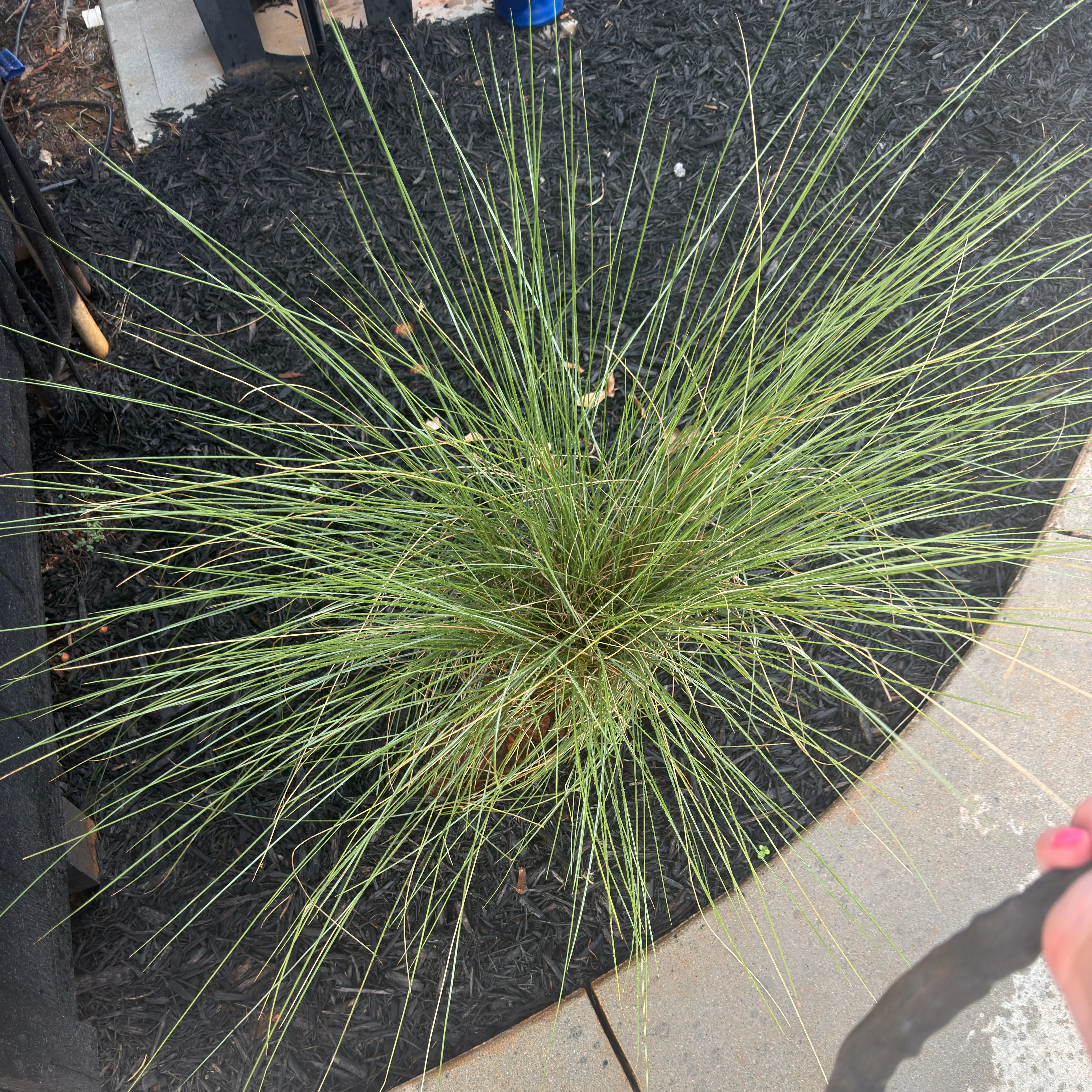 Photo of the plant species Slender Club-Rush by @YesPhalsa81 named Harry on Greg, the plant care app