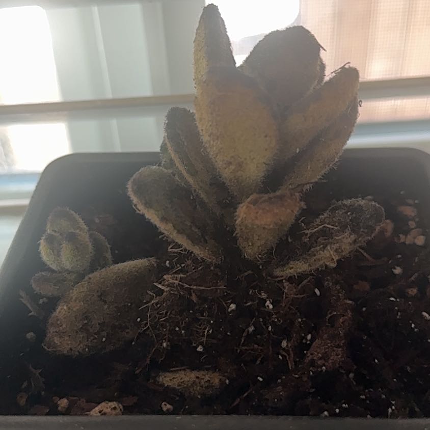 Photo of the plant species Mullein by @HeroViolet27 named Huckleberry Fern on Greg, the plant care app