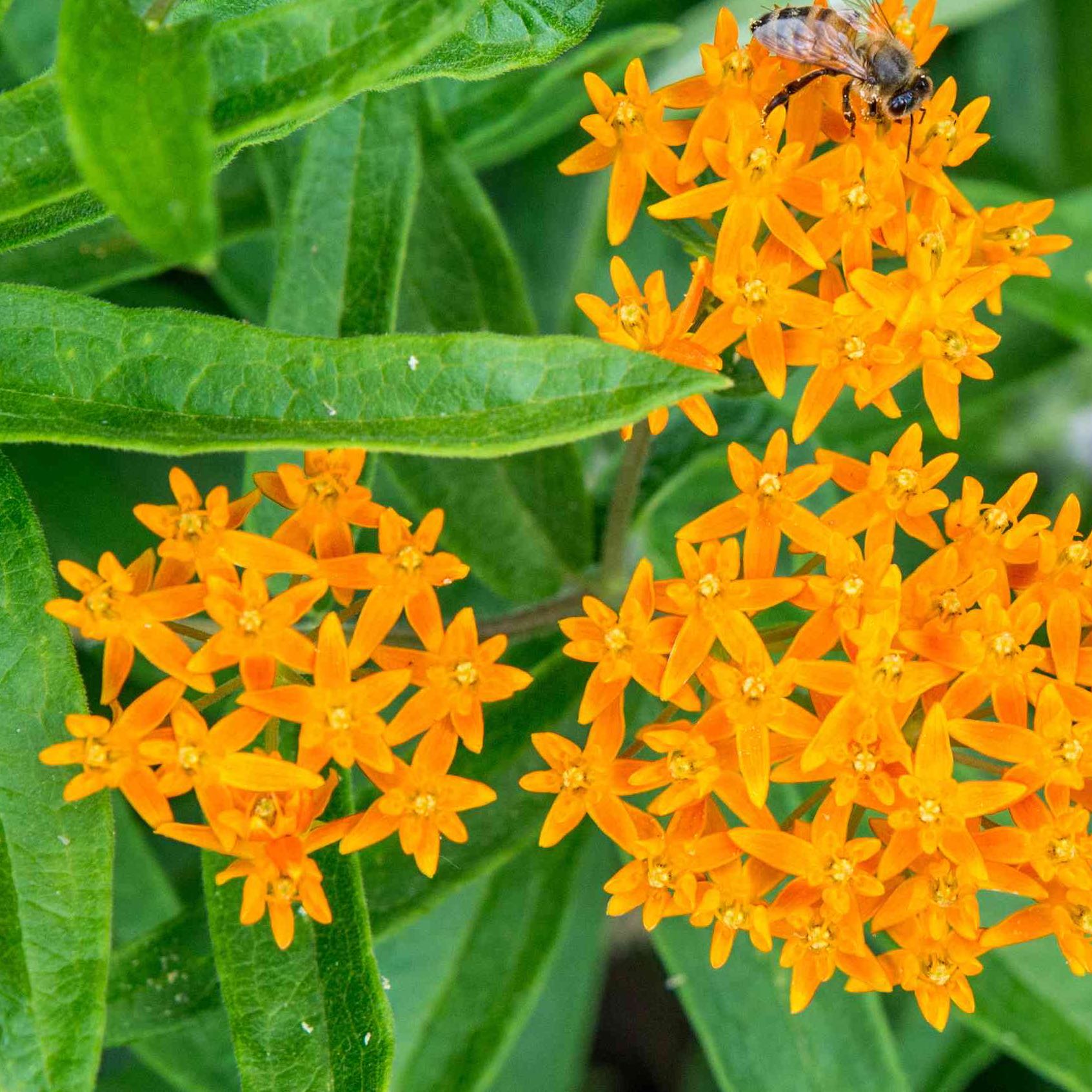 Photo of the plant species Butterfly Weed by @LegitLichen84 named Jumbie on Greg, the plant care app