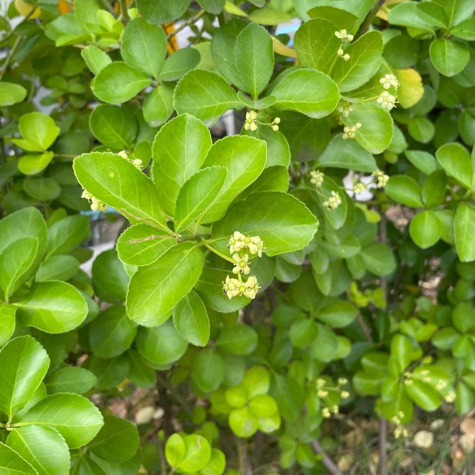Fortune's Spindle plant with glossy green leaves and small clusters of flowers.