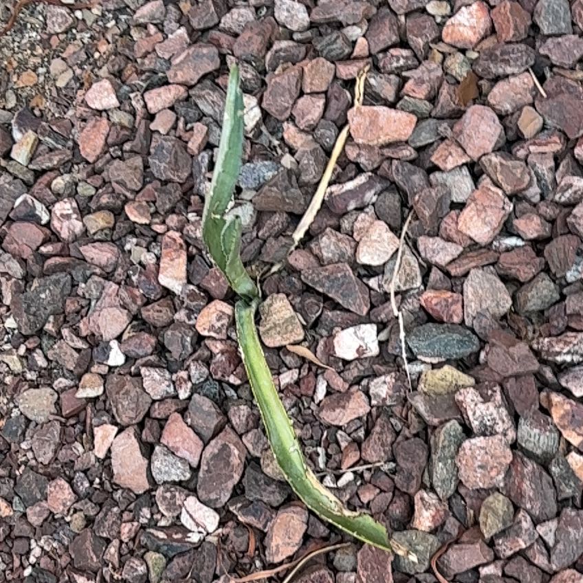 Photo of the plant species Witch-Grass by @SportingPilea named Duke on Greg, the plant care app