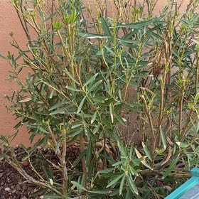 Photo of the plant species Oleander by @SportingPilea named Ulysses S Plant on Greg, the plant care app
