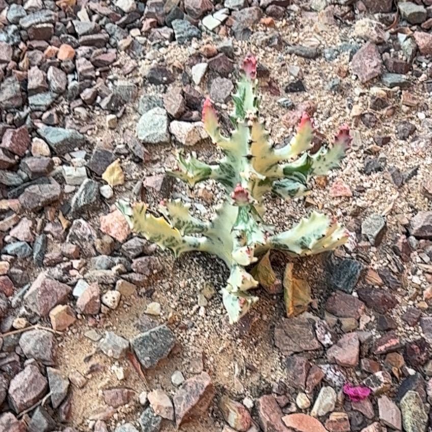Photo of the plant species White Ghost Cactus by @SportingPilea named Apollo on Greg, the plant care app
