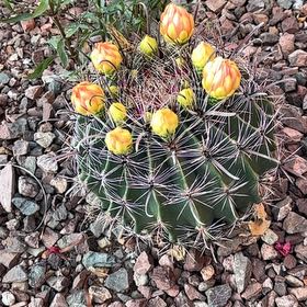 Photo of the plant species Barrel Cactus by @SportingPilea named Naomi on Greg, the plant care app