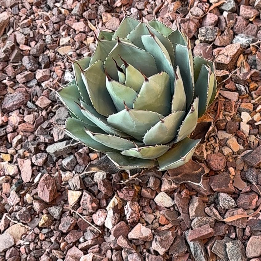 Photo of the plant species Agave Parryi by @SportingPilea named Dolores on Greg, the plant care app