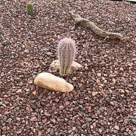 Photo of the plant species Texas Rainbow Cactus by @SportingPilea named Demi on Greg, the plant care app