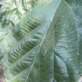 Photo of the plant species Black Mulberry by @HandyLovevine80 named Eva on Greg, the plant care app