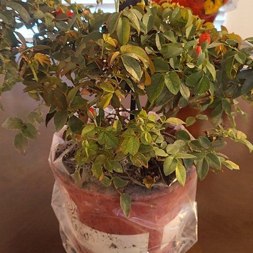Photo of the plant species Dog Rose by @NewSainfoin23 named Sanders on Greg, the plant care app
