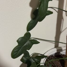 Photo of the plant species Philodendron Bipennifolium by @SassyLantana27 named Stella on Greg, the plant care app