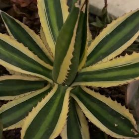 Photo of the plant species Thorn-Crested Century Plant by @MethodicalChaya named Orwell on Greg, the plant care app