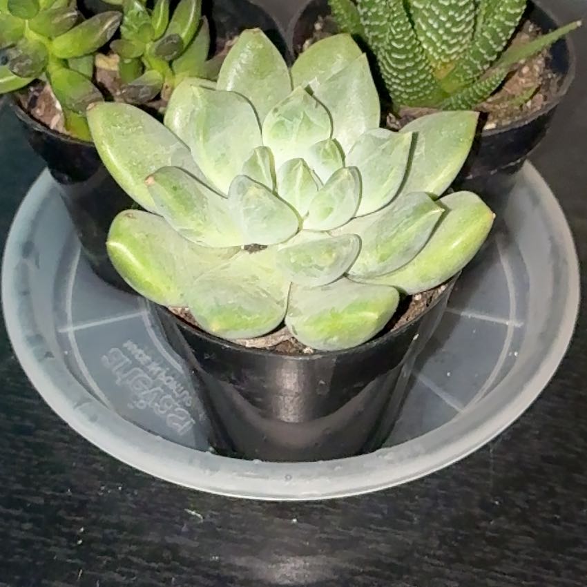 Photo of the plant species Pachyphytum 'Aquamarine' by @JesterArugula5 named Scarlett on Greg, the plant care app