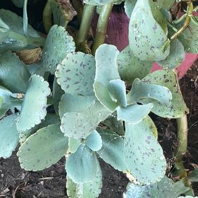Photo of the plant species Pig's Ear by @OpportuneCorn72 named Rainier on Greg, the plant care app