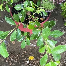 Photo of the plant species Strawberry Guava by @OpportuneCorn72 named Gregarious on Greg, the plant care app