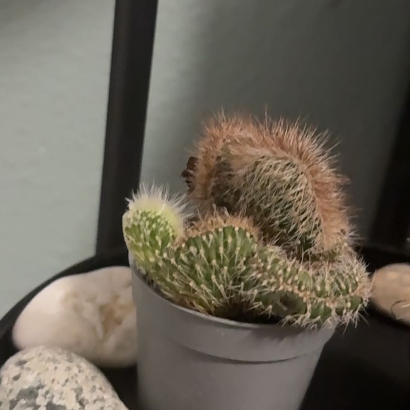 Photo of the plant species Crested Snake Cactus by @YokeSiricote68 named Forrest on Greg, the plant care app